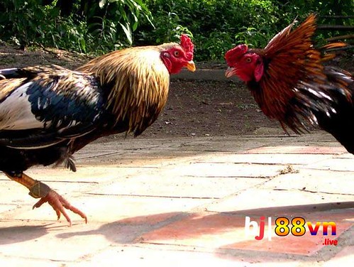 Vé Số Hôm Nay Khám Phá Thế Giới Giải Trí Trực Tuyến Đỉnh Cao