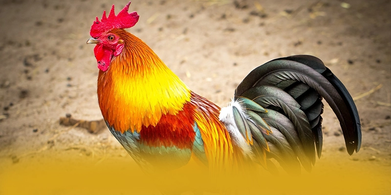 
Khám phá thế giới của tài xỉu online - Cổng trò chơi uy tín trên thị trường
