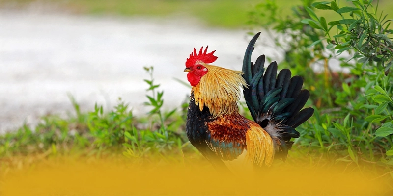 tỷ lệ kèo bóng đá - Nhà cái quy tụ nhiều siêu phẩm hot đang làm mưa làm gió trên thị trường – Khám phá thế giới giải trí tại tỷ lệ kèo bóng đá