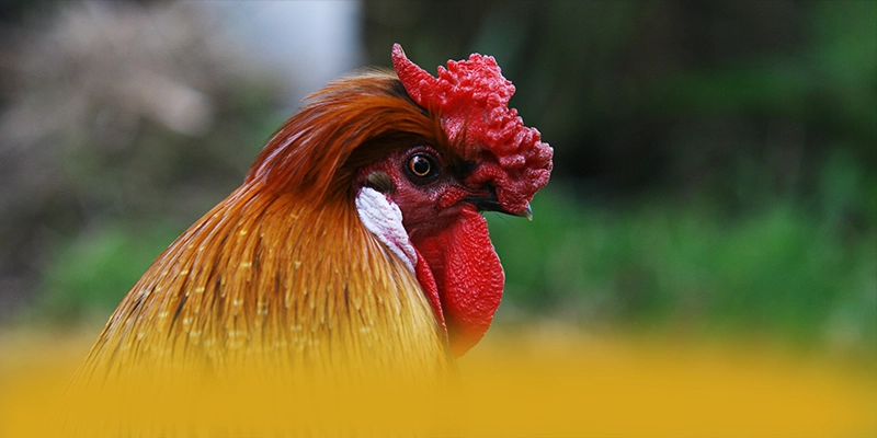 FAFA191 - Ứng dụng giải trí hấp dẫn được người chơi tin tưởng – Khám phá chính sách thưởng tại FAFA191