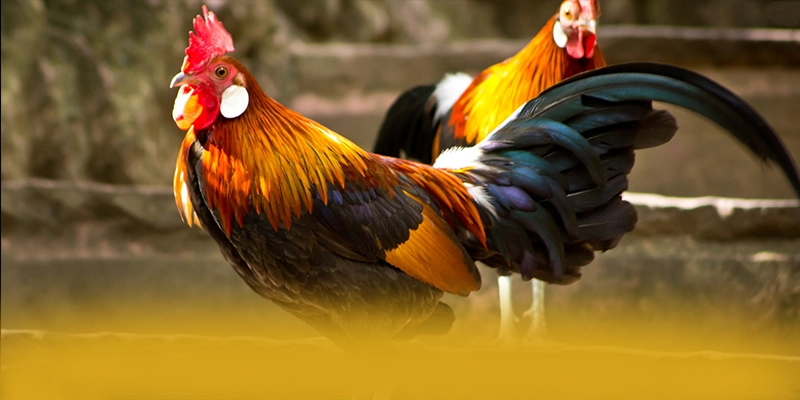 tỷ lệ kèo bóng đá - Trang game với chương trình tri ân lớn được cộng đồng game thủ yêu thích – Điểm qua tỷ lệ kèo bóng đá