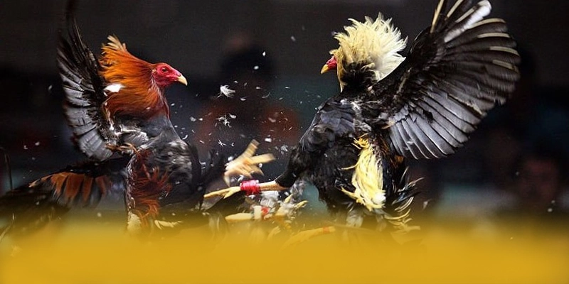 WIN79 - Ứng dụng giải trí đạt chuẩn quốc tế tại Việt Nam – Khám phá cơ chế bảo mật hiện đại tại WIN79