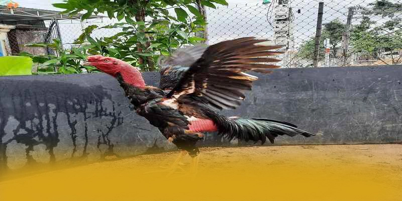 
Giới thiệu tỷ lệ kèo bóng đá - Thương hiệu đáng chơi nhất hiện nay
