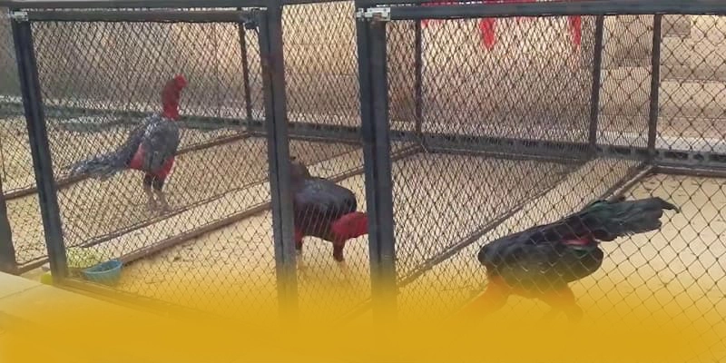 FAFA191 - Sảnh game tối ưu được cộng đồng đánh giá cao