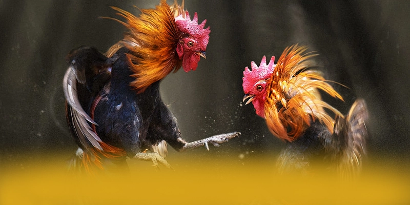 Điểm nổi bật tại KKWIN - Cổng cá cược đáng chơi nhất được cộng đồng đánh giá cao
Điểm nổi bật tại KKWIN - Cổng cá cược đáng chơi nhất được cộng đồng đánh giá cao