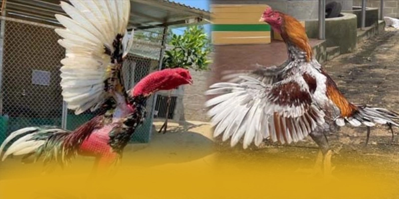 UU88 - Cổng giải trí giá trị nhất được người chơi tin tưởng – Trải nghiệm ưu đãi hấp dẫn cùng UU88 UU88 - Cổng giải trí giá trị nhất được người chơi tin tưởng – Trải nghiệm ưu đãi hấp dẫn cùng UU88