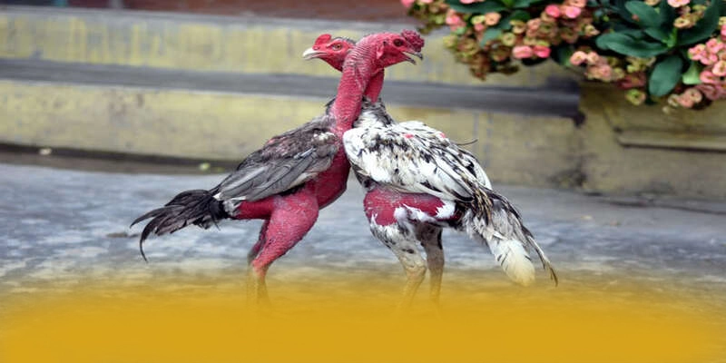 Trải nghiệm NK88 - Cổng trò chơi phổ biến nhất số 1 Việt Nam
Trải nghiệm NK88 - Cổng trò chơi phổ biến nhất số 1 Việt Nam