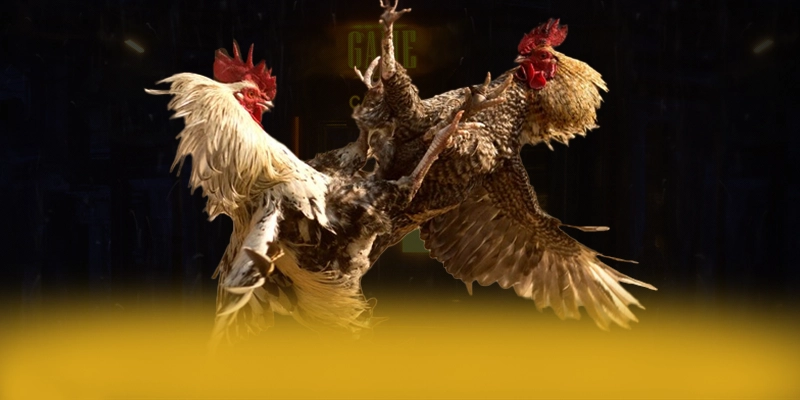 SIN88 - Hỗ trợ người chơi đẳng cấp phản hồi nhanh